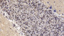 DAB staining on IHC-P; Sample: Human Cerebellum Tissue; Primary Ab: 10ug/ml Mouse Anti-Human SEMA5B Antibody; Second Ab: 2ug/mL HRP-Linked Caprine Anti-Mouse IgG Polyclonal Antibody