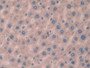 DAB staining on IHC-P; Sample: Rat Liver Tissue; Primary Ab: 40ug/ml Mouse Anti-Rat DBP Antibody Second Ab: 2ug/mL HRP-Linked Caprine Anti-Mouse IgG Polyclonal Antibody