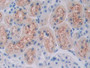 DAB staining on IHC-P; Sample: Rat Kidney Tissue; Primary Ab: 40ug/ml Mouse Anti-Rat DBP Antibody; Second Ab: 2ug/mL HRP-Linked Caprine Anti-Mouse IgG Polyclonal Antibody