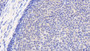 DAB staining on IHC-P; Sample: Porcine Lymph node Tissue; Primary Ab: 20ug/ml Mouse Anti-Human CYPB Antibody Second Ab: 2ug/mL HRP-Linked Caprine Anti-Mouse IgG Polyclonal Antibody