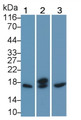 Western Blot; Sample: Lane1: Hela cell lysate; Lane2: Porcine Pancreas lysate; Lane3: U87MG cell lysate Primary Ab: 0.5ug/ml Mouse Anti-Human NGF Antibody Second Ab: 0.2ug/mL HRP-Linked Caprine Anti-Mouse IgG Polyclonal Antibody