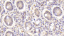DAB staining on IHC-P; Sample: Porcine Small intestine Tissue; Primary Ab: 20ug/ml Mouse Anti-Human HBEGF Antibody; Second Ab: 2ug/mL HRP-Linked Caprine Anti-Mouse IgG Polyclonal Antibody