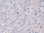 DAB staining on IHC-P; Sample: Human Liver Tissue; Primary Ab: 20ug/ml Mouse Anti-Human HJV Antibody; Second Ab: 2ug/mL HRP-Linked Caprine Anti-Mouse IgG Polyclonal Antibody