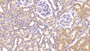 DAB staining on IHC-P; Sample: Rat Kidney Tissue; Primary Ab: 40ug/ml Mouse Anti-Rat IL18 Antibody; Second Ab: 2ug/mL HRP-Linked Caprine Anti-Mouse IgG Polyclonal Antibody
