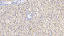 DAB staining on IHC-P; Sample: Porcine Liver Tissue; Primary Ab: 10ug/ml Mouse Anti-Human LCAT Antibody; Second Ab: 2ug/mL HRP-Linked Caprine Anti-Mouse IgG Polyclonal Antibody