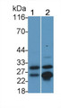 Western Blot; Sample: Lane1: HepG2 cell lysate; Lane2: Porcine Thyroid lysate Primary Ab: 0.2ug/ml Mouse Anti-Human CTSB Antibody Second Ab: 0.2ug/mL HRP-Linked Caprine Anti-Mouse IgG Polyclonal Antibody