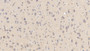 DAB staining on IHC-P; Sample: Porcine Cerebrum Tissue; Primary Ab: 10ug/ml Mouse Anti-Human IFNa/bR1 Antibody; Second Ab: 2ug/mL HRP-Linked Caprine Anti-Mouse IgG Polyclonal Antibody