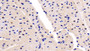 DAB staining on IHC-P; Sample: Human Cardiac Muscle Tissue; Primary Ab: 30ug/ml Mouse Anti-Human NT-ProANP Antibody; Second Ab: 2ug/mL HRP-Linked Caprine Anti-Mouse IgG Polyclonal Antibody
