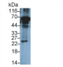 Western Blot; Sample: Rat Stomach lysate Primary Ab: 0.4ug/ml Mouse Anti-Rat IL24 Antibody Second Ab: 0.2ug/mL HRP-Linked Caprine Anti-Mouse IgG Polyclonal Antibody