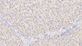 DAB staining on IHC-P; Sample: Human Liver Tissue; Primary Ab: 30ug/ml Mouse Anti-Human CHEM Antibody; Second Ab: 2ug/mL HRP-Linked Caprine Anti-Mouse IgG Polyclonal Antibody