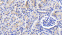DAB staining on IHC-P; Sample: Human Kidney Tissue; Primary Ab: 20ug/ml Mouse Anti-Human FGF9 Antibody Second Ab: 2ug/mL HRP-Linked Caprine Anti-Mouse IgG Polyclonal Antibody
