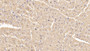 DAB staining on IHC-P; Samples: Porcine Cardiac Muscle Tissue; Primary Ab: 40ug/ml Mouse Anti-Porcine IL6 Antibody Second Ab: 2ug/mL HRP-Linked Caprine Anti-Mouse IgG Polyclonal Antibody