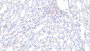 DAB staining on IHC-P; Sample: Rat Kidney Tissue; Primary Ab: 10ug/ml Mouse Anti-Rat APOE Antibody Second Ab: 2ug/mL HRP-Linked Caprine Anti-Mouse IgG Polyclonal Antibody