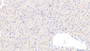 DAB staining on IHC-P; Sample: Rat Liver Tissue; Primary Ab: 10ug/ml Mouse Anti-Rat APOE Antibody; Second Ab: 2ug/mL HRP-Linked Caprine Anti-Mouse IgG Polyclonal Antibody