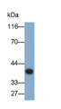 Western Blot; Sample: Rat Serum Primary Ab: 3ug/ml Mouse Anti-Rat APOE Antibody Second Ab: 0.2ug/mL HRP-Linked Caprine Anti-Mouse IgG Polyclonal Antibody