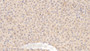 DAB staining on IHC-P; Sample: Rat Liver Tissue; Primary Ab: 10ug/ml Mouse Anti-Rat APOE Antibody; Second Ab: 2ug/mL HRP-Linked Caprine Anti-Mouse IgG Polyclonal Antibody