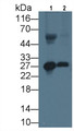 Western Blot; Sample: Lane1: Rabbit Serum; Lane2: Rabbit Lung lysate Primary Ab: 3ug/ml Mouse Anti-Rabbit APOA1 Antibody Second Ab: 0.2ug/mL HRP-Linked Caprine Anti-Mouse IgG Polyclonal Antibody