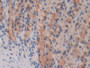 DAB staining on IHC-P; Samples: Rat Stomach Tissue; Primary Ab: 30ug/ml Mouse Anti-Rat PPARg Antibody; Second Ab: 2ug/mL HRP-Linked Caprine Anti-Mouse IgG Polyclonal Antibody