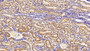 DAB staining on IHC-P; Sample: Human Kidney Tissue; Primary Ab: 20ug/ml Mouse Anti-Human SEPP1 Antibody Second Ab: 2ug/mL HRP-Linked Caprine Anti-Mouse IgG Polyclonal Antibody