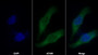 AF488 staining on IF; Sample: HepG2 cell; Primary Ab: 30ug/ml Mouse Anti-Human VEGF165 Antibody; Second Ab: 2ug/ml AF488-Linked Caprine Anti-Mouse IgG Polyclonal Antibody