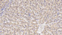 DAB staining on IHC-P; Sample: Human Liver Tissue; Primary Ab: 10ug/ml Mouse Anti-Human KPNa2 Antibody; Second Ab: 2ug/mL HRP-Linked Caprine Anti-Mouse IgG Polyclonal Antibody