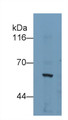 Western Blot; Sample: 293T cell lysate Primary Ab: 3ug/ml Mouse Anti-Human KPNa2 Antibody Second Ab: 0.2ug/mL HRP-Linked Caprine Anti-Mouse IgG Polyclonal Antibody
