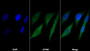 AF488 staining on IF; Sample: HepG2 cell; Primary Ab: 30ug/ml Mouse Anti-Human S100 Antibody; Second Ab: 2ug/ml AF488-Linked Caprine Anti-Mouse IgG Polyclonal Antibody