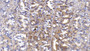 DAB staining on IHC-P; Sample: Human Stomach Tissue; Primary Ab: 10ug/ml Mouse Anti-Human IFNb Antibody Second Ab: 2ug/mL HRP-Linked Caprine Anti-Mouse IgG Polyclonal Antibody