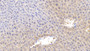 DAB staining on IHC-P; Sample: Mouse Liver Tissue; Primary Ab: 20ug/ml Mouse Anti-Mouse APOC1 Antibody Second Ab: 2ug/mL HRP-Linked Caprine Anti-Mouse IgG Polyclonal Antibody