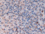 DAB staining on IHC-P; Sample: Rat Adrenal gland Tissue; Primary Ab: 30ug/ml Mouse Anti-Rat MBP Antibody Second Ab: 2ug/mL HRP-Linked Caprine Anti-Mouse IgG Polyclonal Antibody