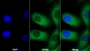 AF488 staining on IF; Sample: Hela cell; Primary Ab: 20ug/ml Mouse Anti-Human PRL Antibody; Second Ab: 2ug/ml AF488-Linked Caprine Anti-Mouse IgG Polyclonal Antibody
