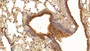 DAB staining on IHC-P; Sample: Rat Lung Tissue; Primary Ab: 5ug/ml Mouse Anti-Human TUBb Antibody; Second Ab: 2ug/mL HRP-Linked Caprine Anti-Mouse IgG Polyclonal Antibody