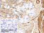 DAB staining on IHC-P; Sample: Human Stomach Tissue; Primary Ab: 10ug/ml Mouse Anti-Human ACTC1 Antibody Second Ab: 2ug/mL HRP-Linked Caprine Anti-Mouse IgG Polyclonal Antibody