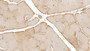 DAB staining on IHC-P; Sample: Human Skeletal muscle Tissue; Primary Ab: 10ug/ml Mouse Anti-Human ACTC1 Antibody Second Ab: 2ug/mL HRP-Linked Caprine Anti-Mouse IgG Polyclonal Antibody