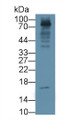 Western Blot; Sample: Porcine Liver lysate; Primary Ab: 5ug/ml Mouse Anti-Human PCT Antibody; Second Ab: 0.2ug/mL HRP-Linked Caprine Anti-Mouse IgG Polyclonal Antibody