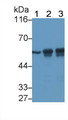 Western Blot; Sample: Lane1: Hela cell lysate; Lane2: Rat Cerebrum lysate; Lane4: Porcine Cerebrum lysate Primary Ab: 0.004ug/ml Mouse Anti-Human TUBb Antibody Second Ab: 0.2ug/mL HRP-Linked Caprine Anti-Mouse IgG Polyclonal Antibody