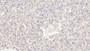 DAB staining on IHC-P; Sample: Human Liver Tissue; Primary Ab: 10ug/ml Mouse Anti-Human DBP Antibody; Second Ab: 2ug/mL HRP-Linked Caprine Anti-Mouse IgG Polyclonal Antibody