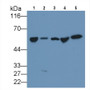Western Blot; Sample: Lane1: Human Serum; Lane2: Human Lung lysate; Lane3: Human Placenta lysate; Lane4: Human Plasma; Lane5: Rat Plasma; Primary Ab: 3ug/ml Mouse Anti-Human DBP Antibody; Second Ab: 0.2ug/mL HRP-Linked Caprine Anti-Mouse IgG Polyclonal Antibody