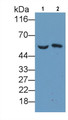 Western Blot; Sample: Lane1: Human Plasma; Lane2: Rat Plasma Primary Ab: 2ug/ml Mouse Anti-Human DBP Antibody Second Ab: 0.2ug/mL HRP-Linked Caprine Anti-Mouse IgG Polyclonal Antibody