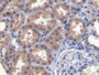 DAB staining on IHC-P; Sample: Human Kidney Tissue; Primary Ab: 20ug/ml Mouse Anti-Human RNASE3 Antibody Second Ab: 2ug/mL HRP-Linked Caprine Anti-Mouse IgG Polyclonal Antibody