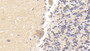 DAB staining on IHC-P; Sample: Human Cerebellum Tissue; Primary Ab: 30ug/ml Mouse Anti-Human TUBb Antibody; Second Ab: 2ug/mL HRP-Linked Caprine Anti-Mouse IgG Polyclonal Antibody
