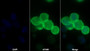 AF488 staining on IF; Sample: 293F cell; Primary Ab: 30ug/ml Mouse Anti-Human PDCD1LG1 Antibody; Second Ab: 2ug/ml AF488-Linked Caprine Anti-Mouse IgG Polyclonal Antibody