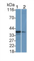 Western Blot; Sample: Lane1: A431 cell lysate; Lane2: THP1 cell lysate Primary Ab: 0.4ug/ml Mouse Anti-Human IL1b Antibody Second Ab: 0.2ug/mL HRP-Linked Caprine Anti-Mouse IgG Polyclonal Antibody