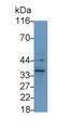 Western Blot; Sample: A431 cell lysate Primary Ab: 0.4ug/ml Mouse Anti-Human IL1b Antibody Second Ab: 0.2ug/mL HRP-Linked Caprine Anti-Mouse IgG Polyclonal Antibody