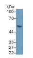 Western Blot; Sample: Human Placenta lysate Primary Ab: 3ug/ml Mouse Anti-Human SHH Antibody Second Ab: 0.2ug/mL HRP-Linked Caprine Anti-Mouse IgG Polyclonal Antibody