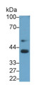 Western Blot; Sample: Hela cell lysate Primary Ab: 3ug/ml Mouse Anti-Bovine BMP3 Antibody Second Ab: 0.2ug/mL HRP-Linked Caprine Anti-Mouse IgG Polyclonal Antibody