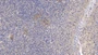 DAB staining on IHC-P; Sample: Human Tonsil Tissue; Primary Ab: 10ug/ml Mouse Anti-Human SDC1 Antibody; Second Ab: 2ug/mL HRP-Linked Caprine Anti-Mouse IgG Polyclonal Antibody