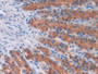 DAB staining on IHC-P; Sample: Rat Stomach Tissue; Primary Ab: 20ug/ml Mouse Anti-Rat EGF Antibody; Second Ab: 2ug/mL HRP-Linked Caprine Anti-Mouse IgG Polyclonal Antibody