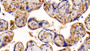 DAB staining on IHC-P; Sample: Human Placenta Tissue; Primary Ab: 40ug/ml Mouse Anti-Human IGF1 Antibody Second Ab: 2ug/mL HRP-Linked Caprine Anti-Mouse IgG Polyclonal Antibody