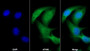 AF488 staining on IF; Sample: Hela cell; Primary Ab: 30ug/ml Mouse Anti-Human FGF21 Antibody; Second Ab: 2ug/ml AF488-Linked Caprine Anti-Mouse IgG Polyclonal Antibody